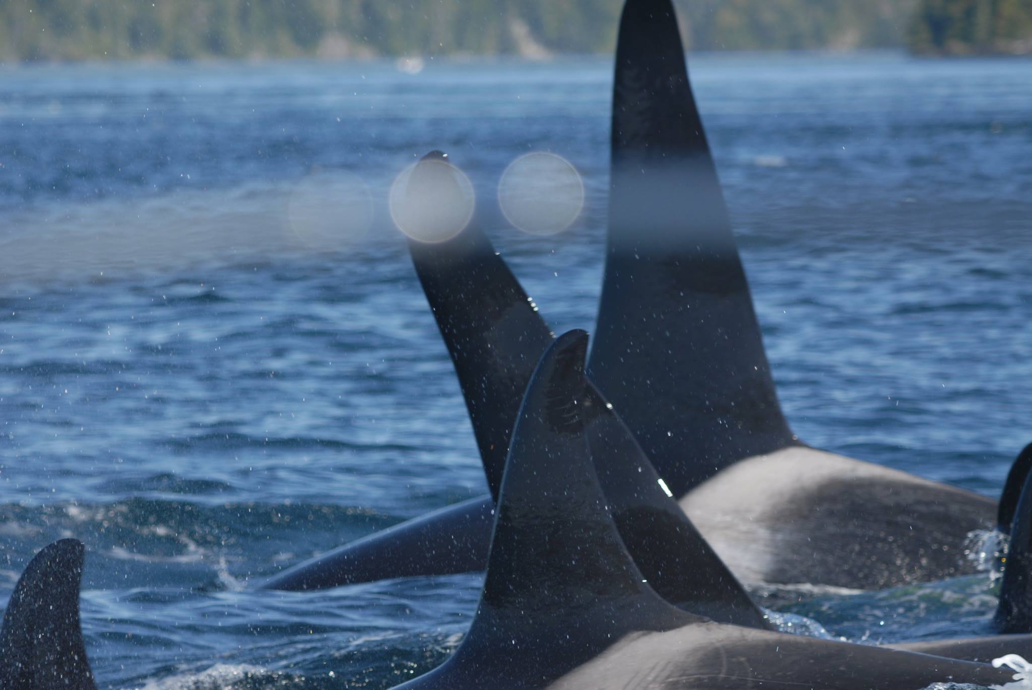 Orcas surfacing in blue ocean water, with dorsal fins visible near a distant shoreline