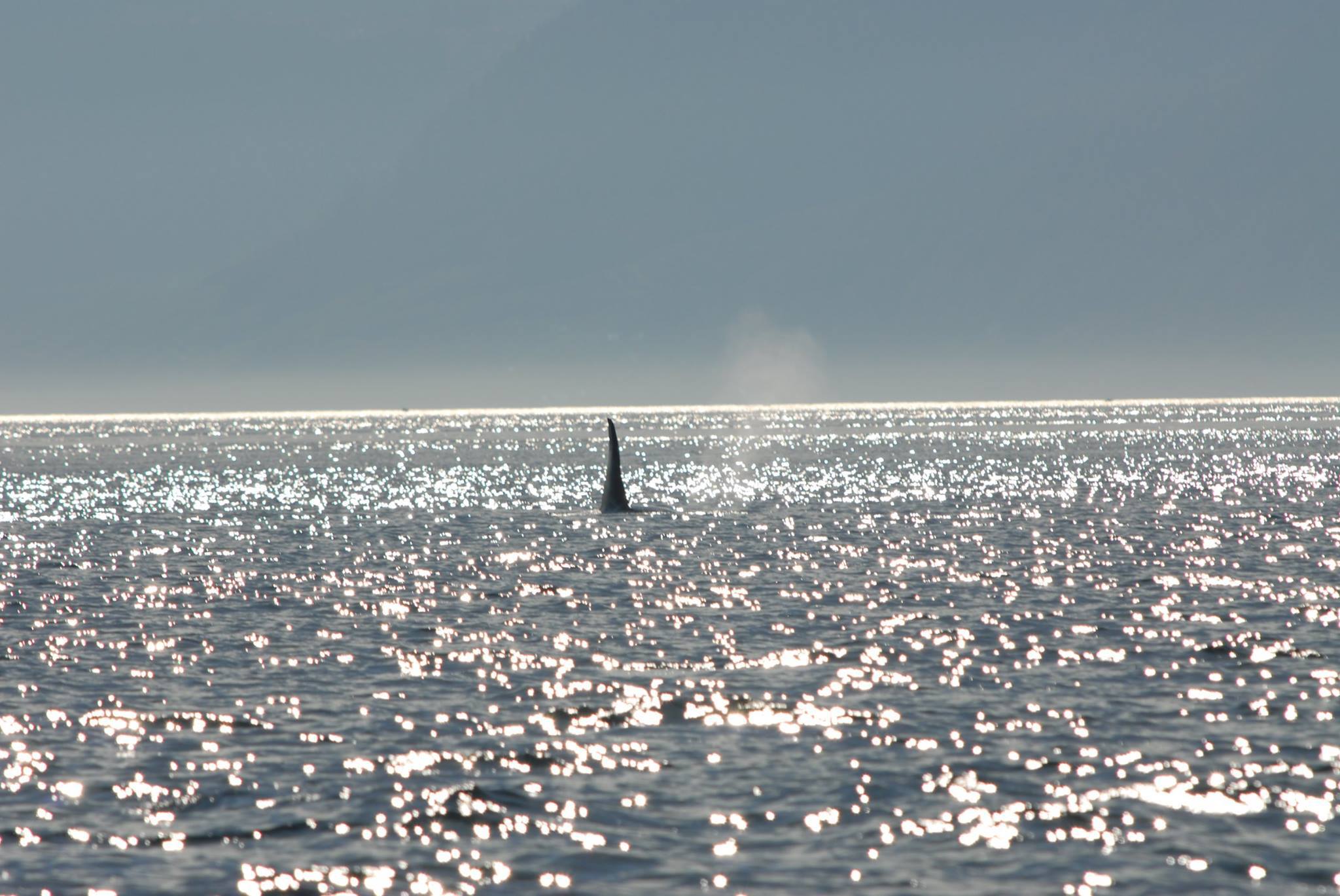 Distant sailboat on a sparkling sunlit sea under a hazy sky