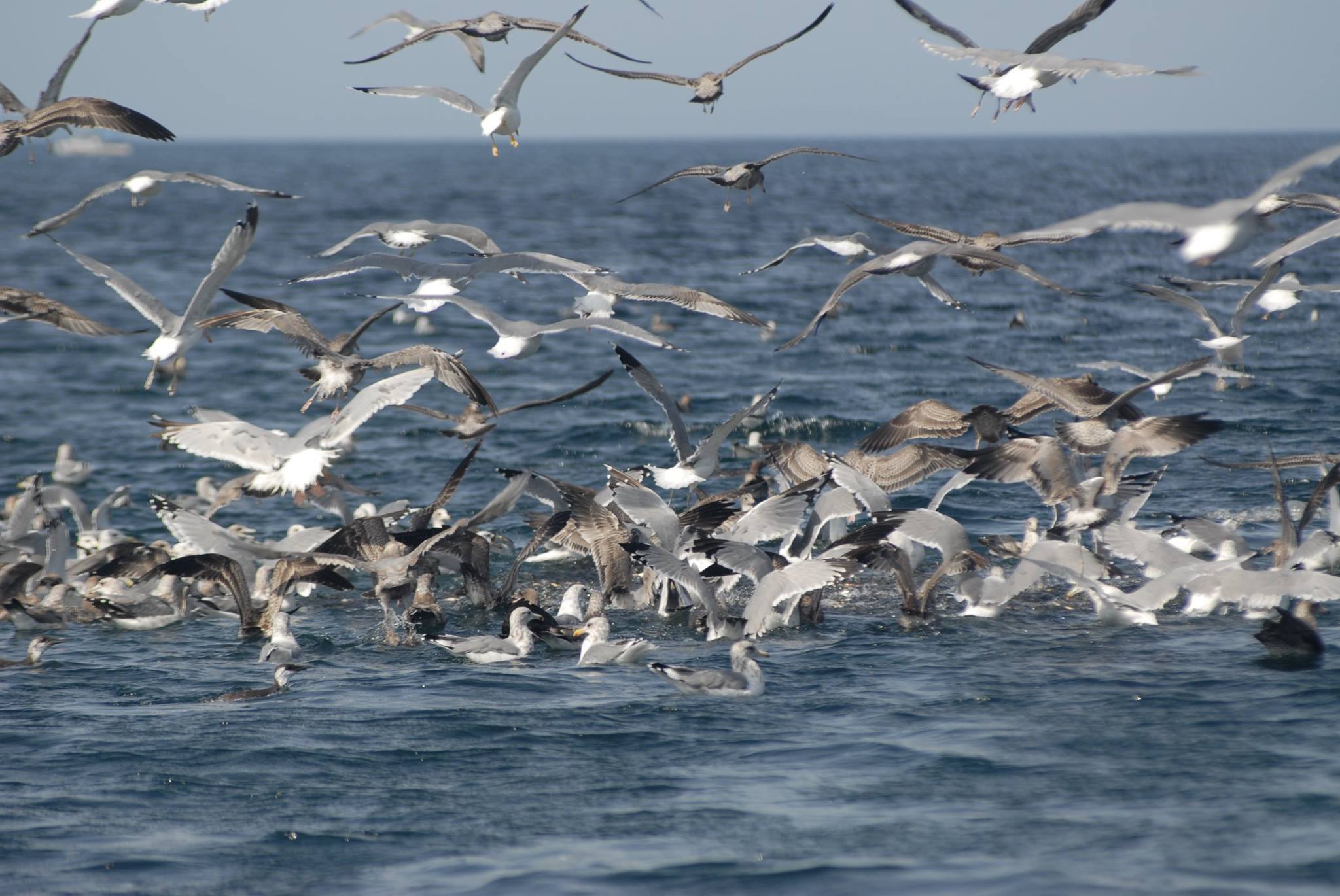 Flock of seabirds flying low over choppy blue ocean water