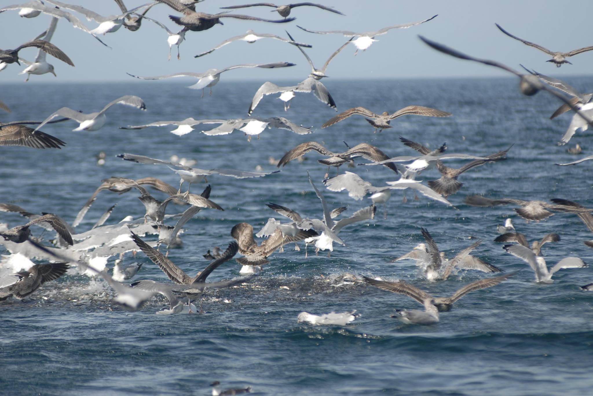 A flock of seabirds flying low over choppy ocean water