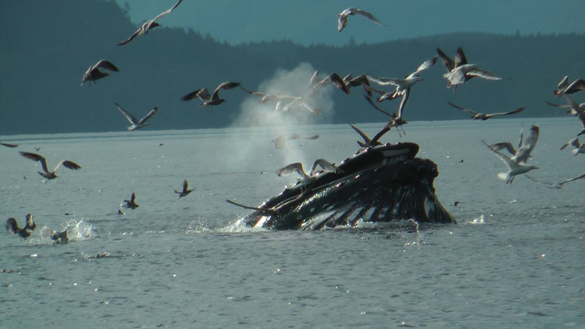 Seals surfacing in choppy blue water as seagulls circle overhead