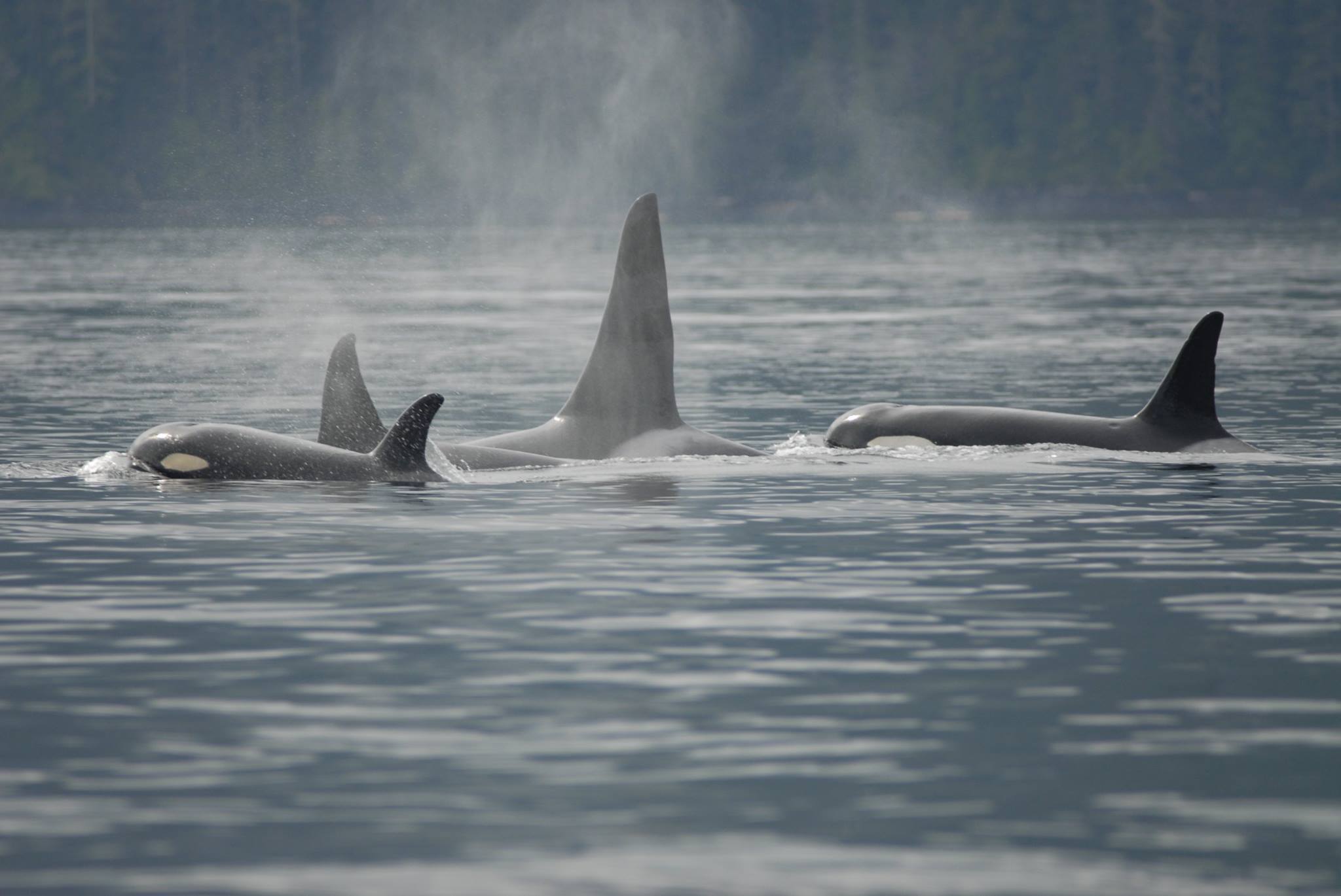 Three orcas swimming in calm gray water, with one dorsal fin rising high through misty spray