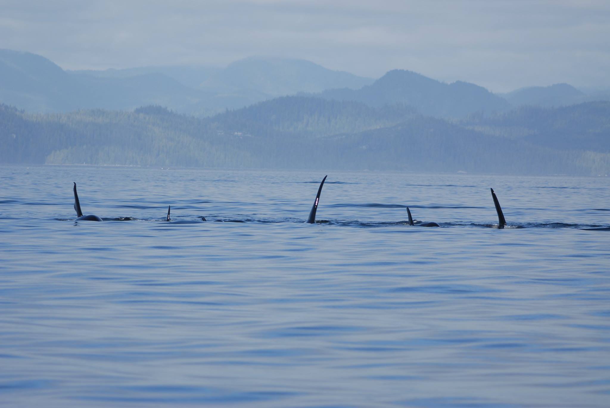 Three dark posts jut from calm blue water with hazy mountains in the background.