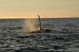 A whale’s tail splashes above the ocean at sunset