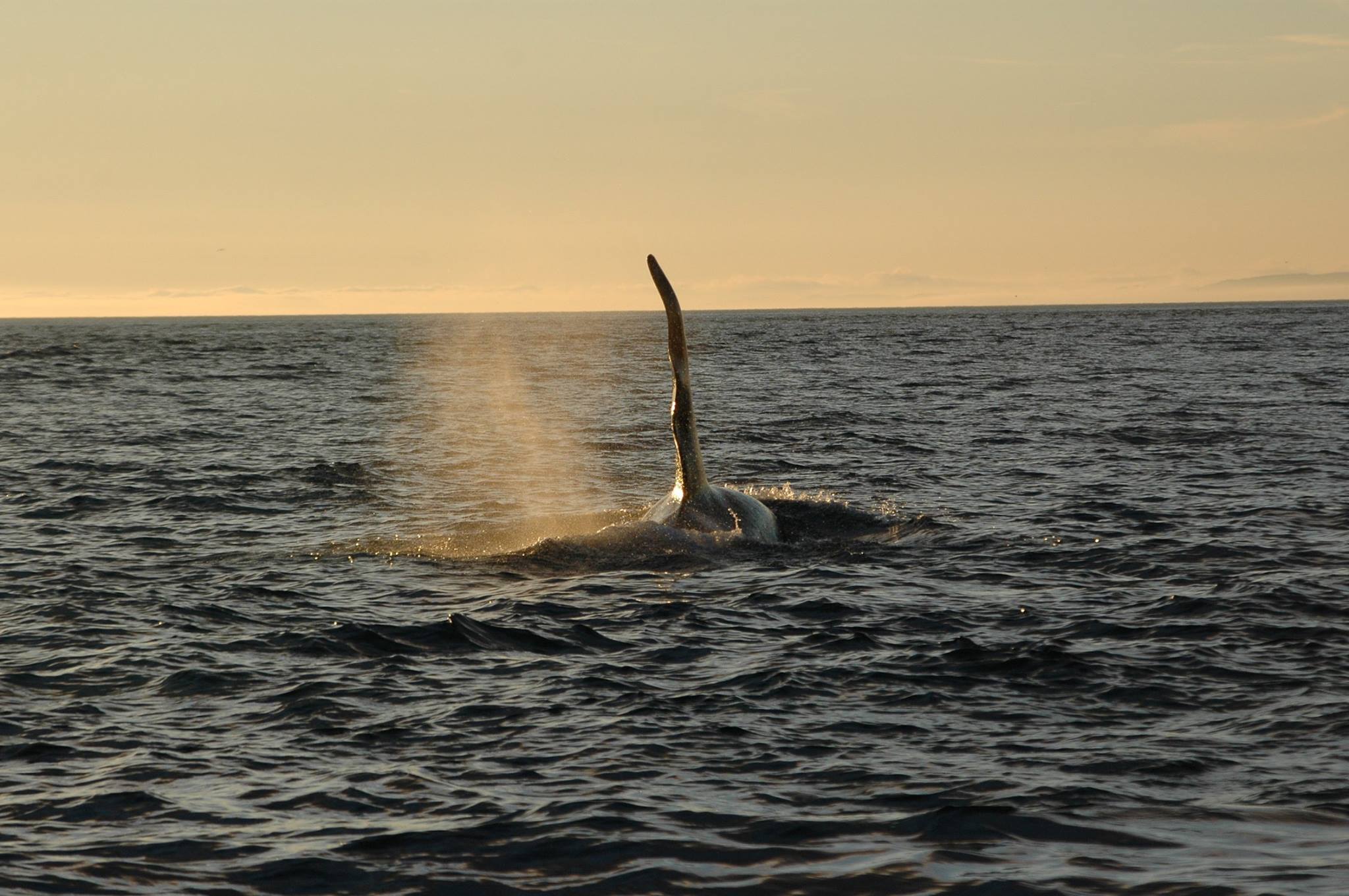 Whale breaching at sunset on the ocean, with spray rising from the water