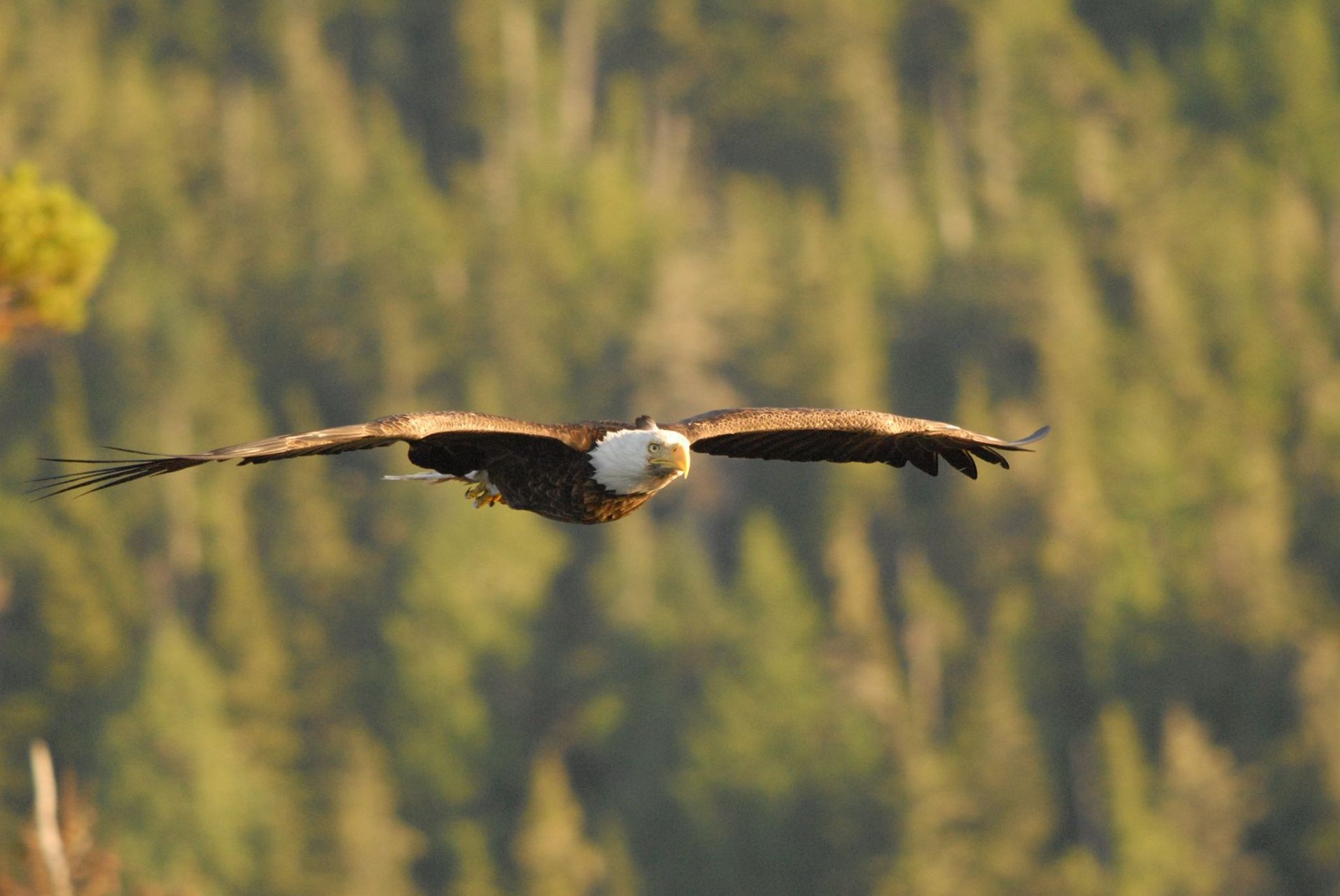 Bald eagle gliding low over a blurred forest background