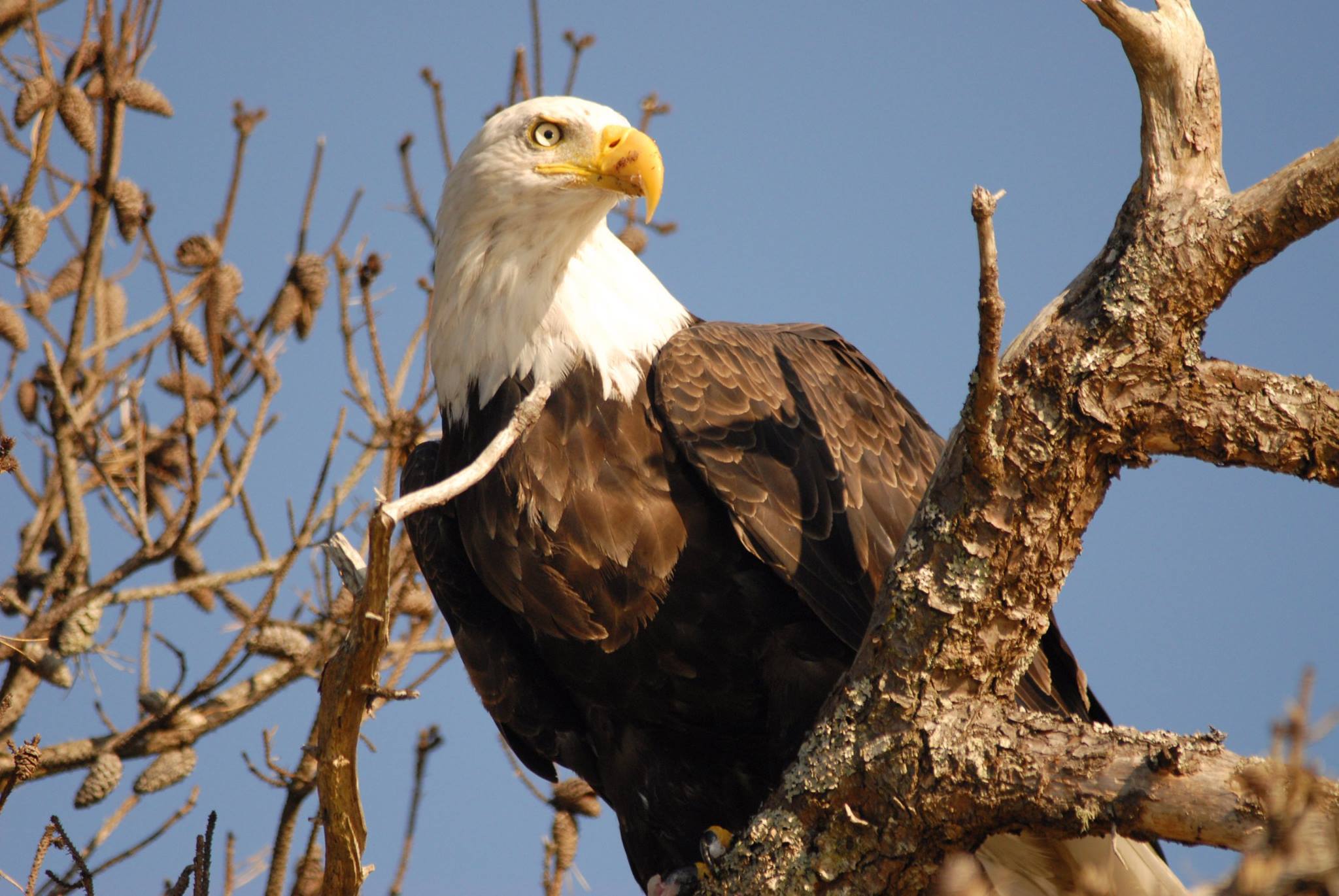 Bald eagle perched on a tree branch against a blue sky