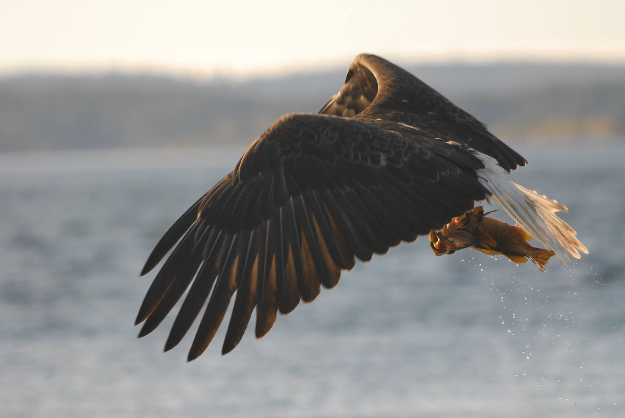Osprey in flight over water, wings spread, clutching a fish in its talons