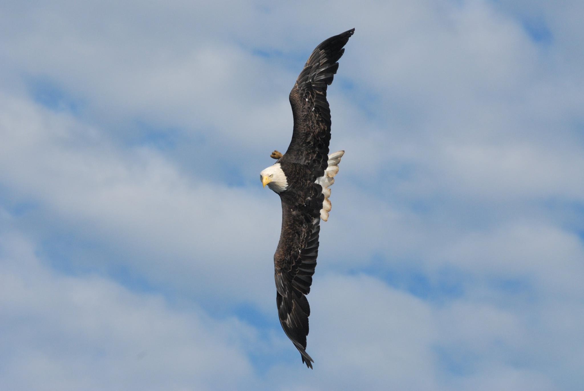 Bald eagle soaring against a cloudy blue sky