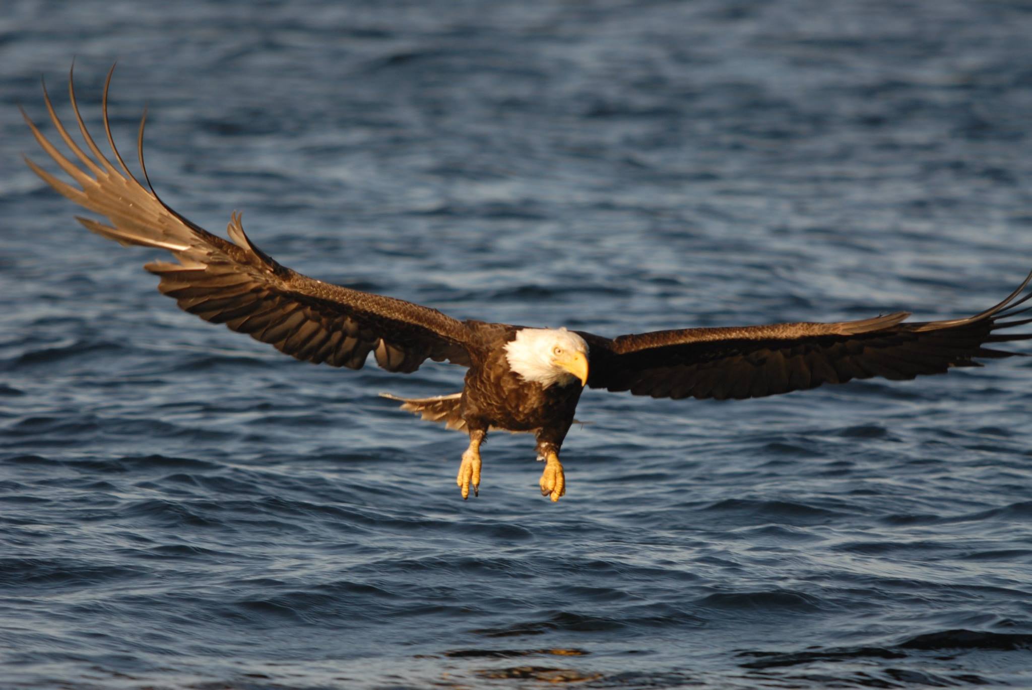 Bald eagle skimming low over rippling water, wings spread wide and talons lowered