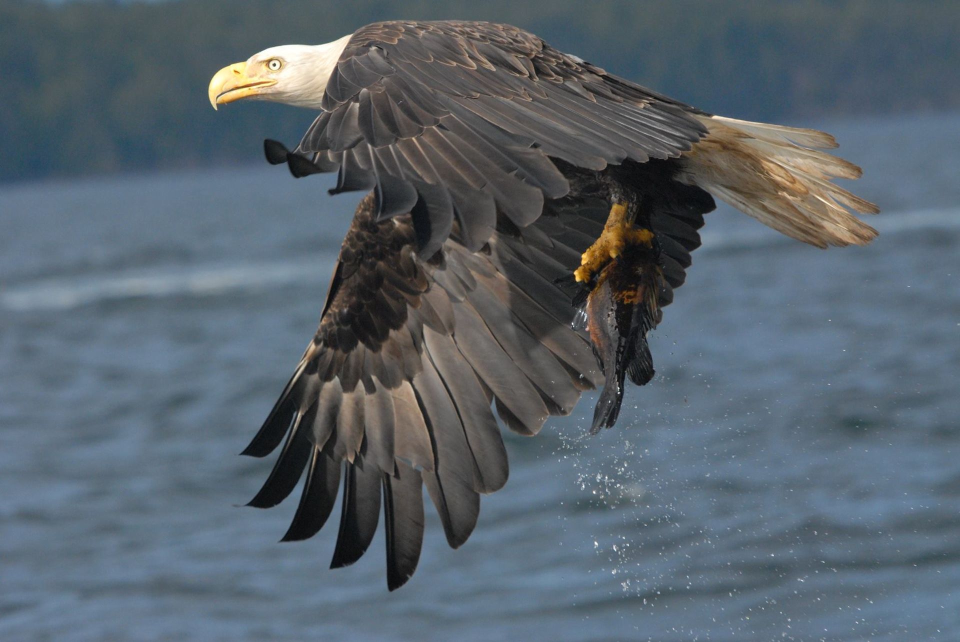 Bald eagle in flight over water with wings spread wide