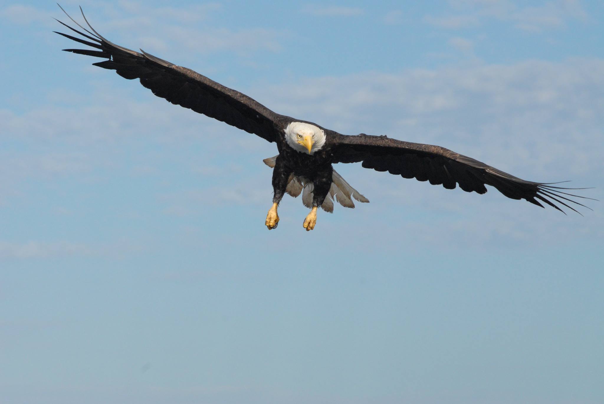 Bald eagle soaring with wings spread against a blue sky