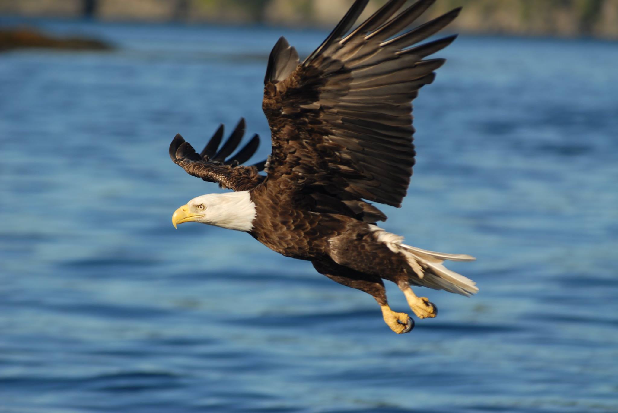 Bald eagle flying low over blue water with wings spread wide
