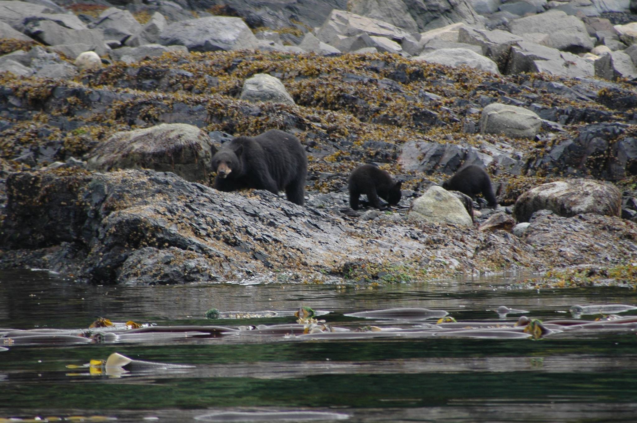 Two black bears foraging on rocky shoreline above calm water with a duck floating below