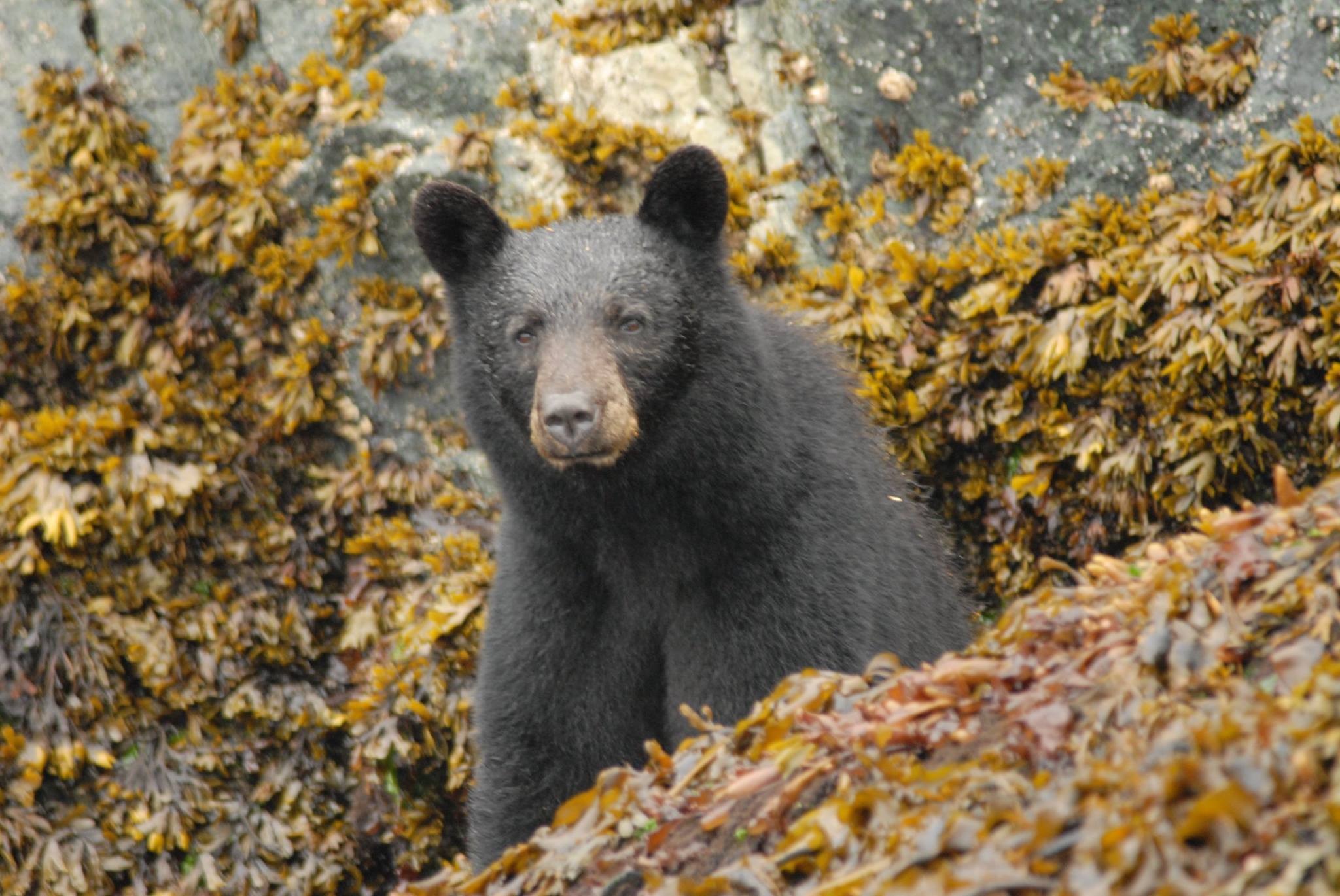 Black bear standing among autumn leaves, facing the camera.