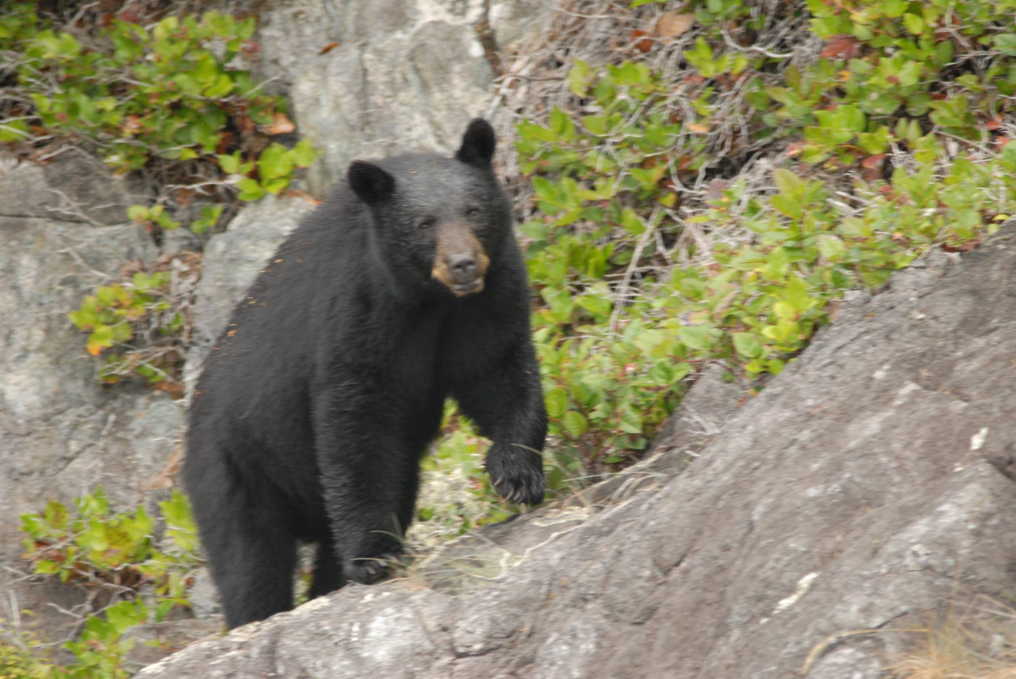 Black bear standing on rocky slope beside green shrubs and trees