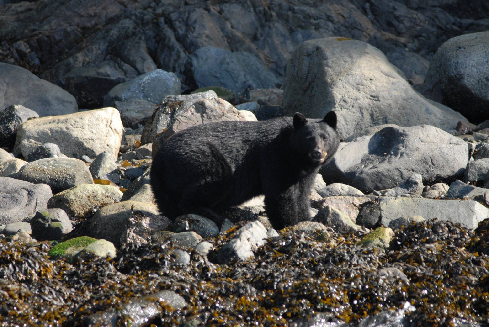 Black bear standing among rocks on a rocky shoreline, looking toward the camera.