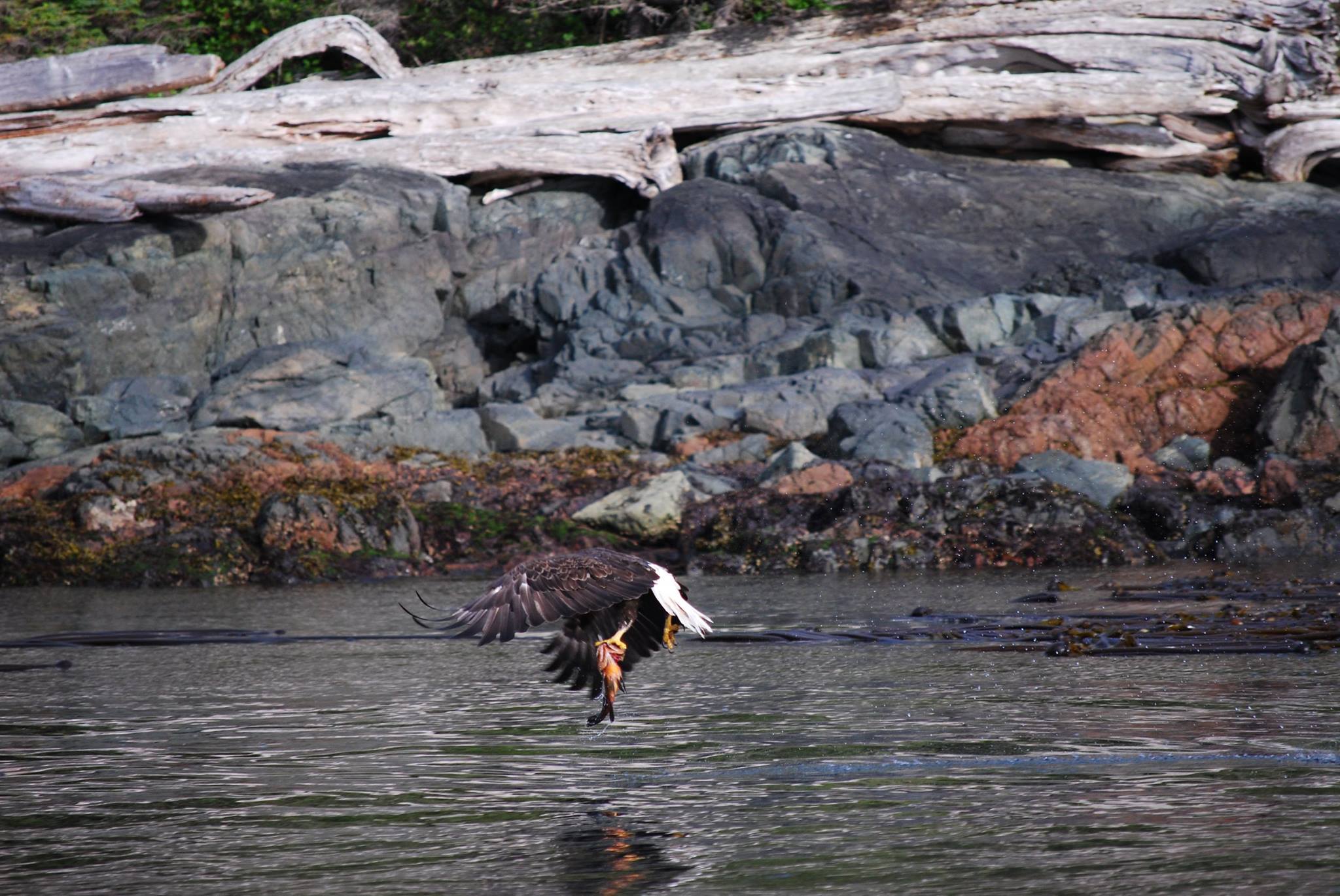 Bald eagle standing in shallow water beside a rocky shoreline with driftwood behind it