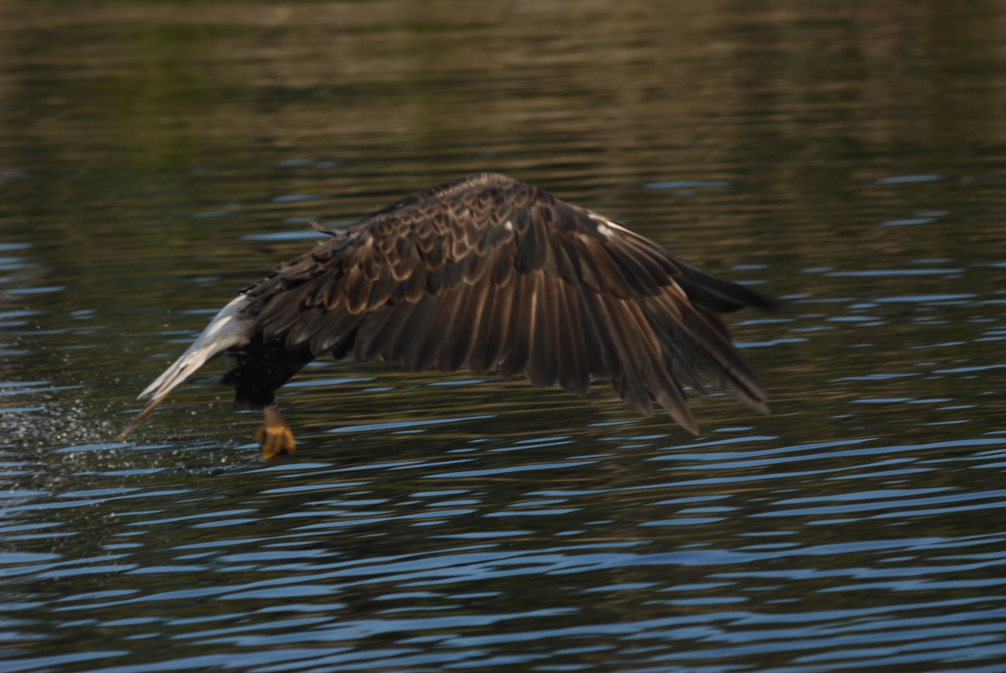 Dark bird flying low over rippling water with wings spread