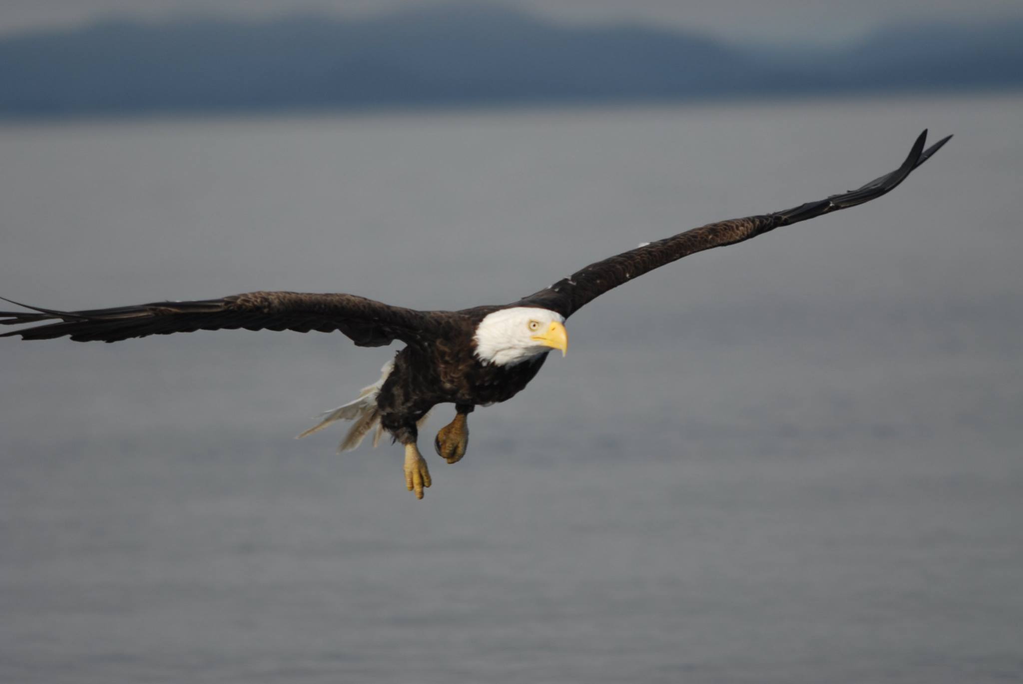 Bald eagle gliding over calm water with wings fully spread