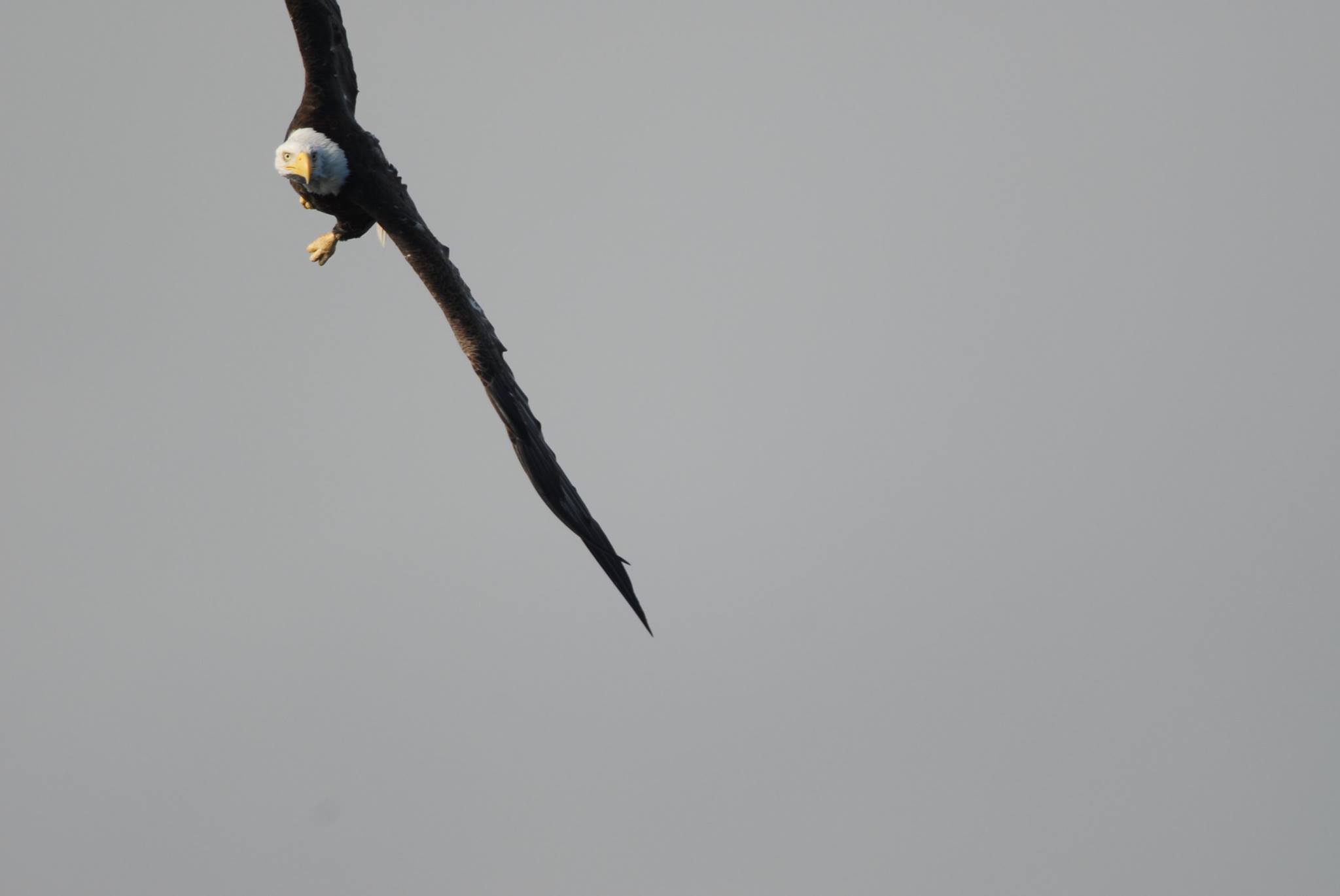 Small black bird with a yellow face soaring against a gray sky