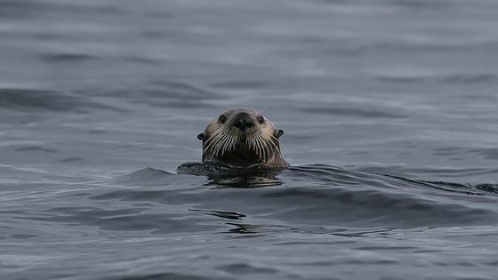 Sea otter floating in calm gray water with only its head visible