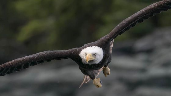 Bald eagle flying low over water, wings spread wide.