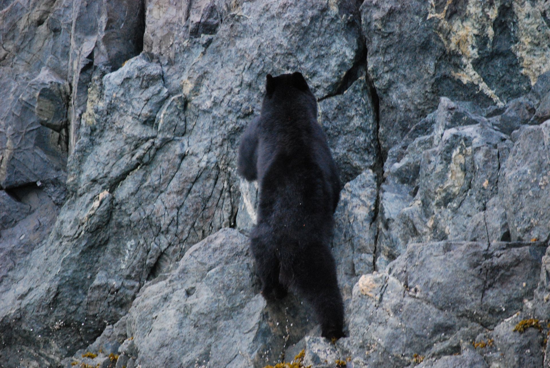 Black bear climbing a rocky cliff face