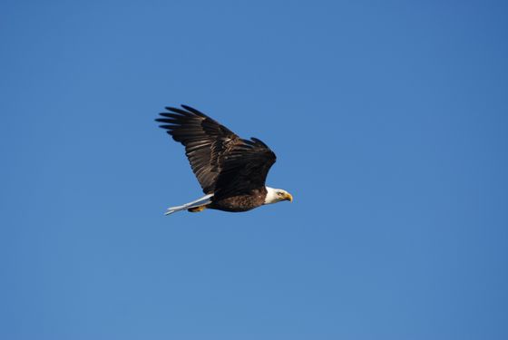 Bald eagle flying against a clear blue sky