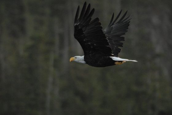 Bald eagle in flight over a dark forest background