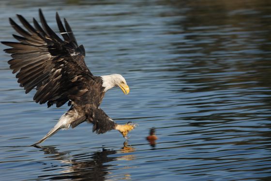Bald eagle skimming low over water with wings spread and talons extended to catch prey