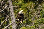 Bald eagle perched on a tree branch in a forest