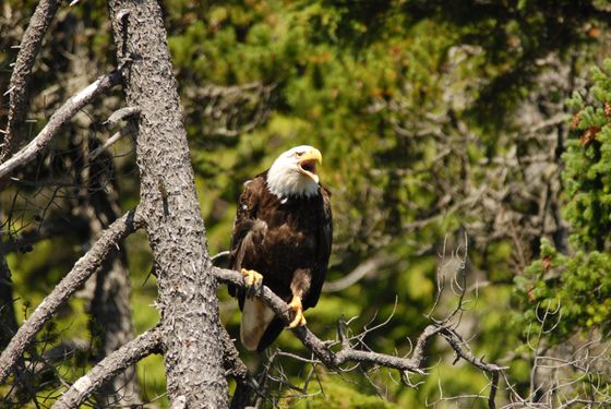 Bald eagle perched on a tree branch in a forested area