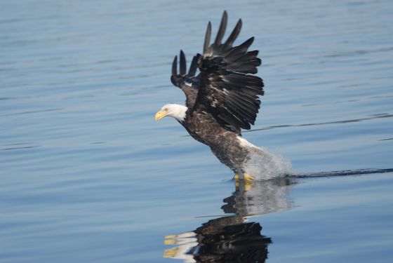 Eagle taking off from calm blue water, wings spread, with a reflection below