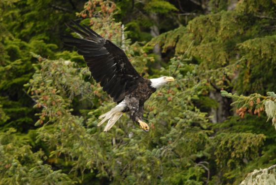 Bald eagle soaring over dense green forest, wings spread wide and talons visible
