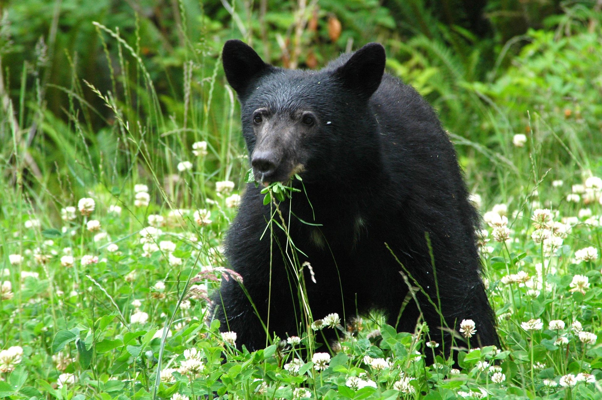 Black bear walking through a grassy meadow with white wildflowers and green foliage