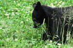 Black bear grazing in green grass beside trees