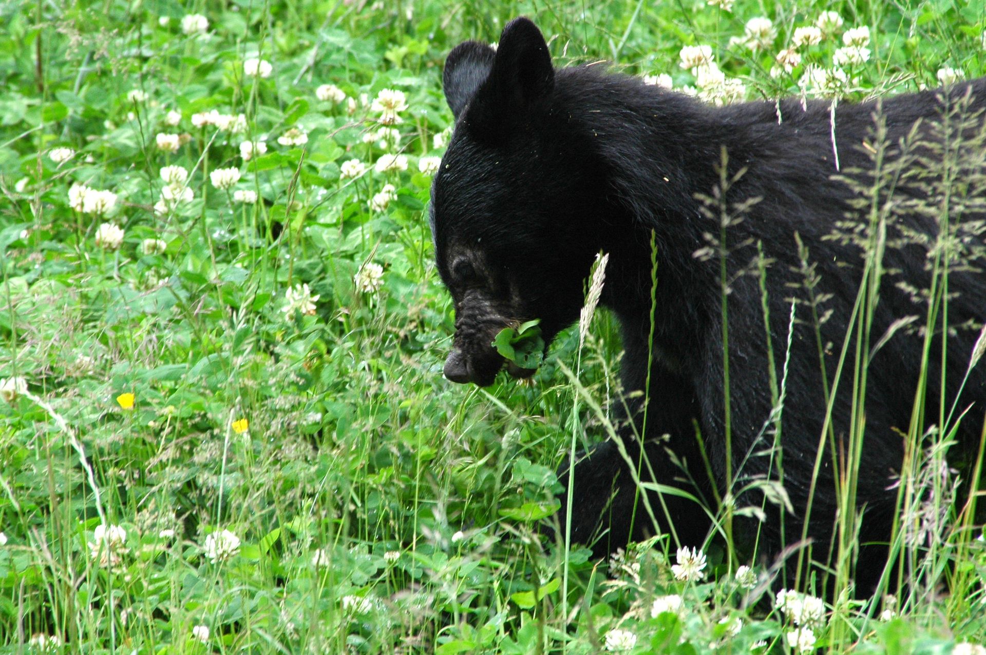 Black bear in green grass with white flowers, head down grazing