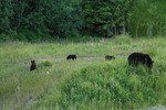 Two black bears in tall green grass near a forest edge