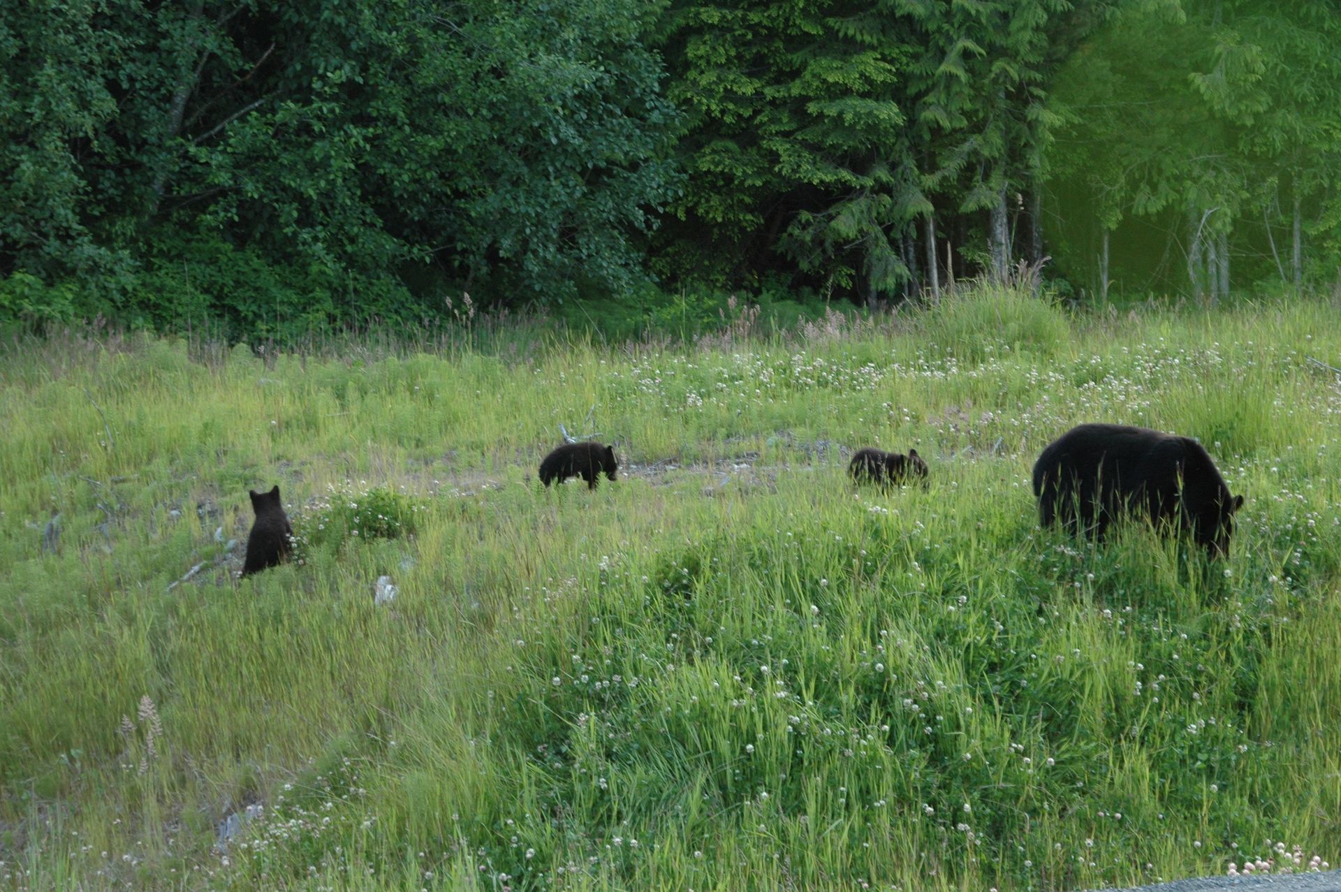 Four black bears foraging in a grassy field near a forest edge.