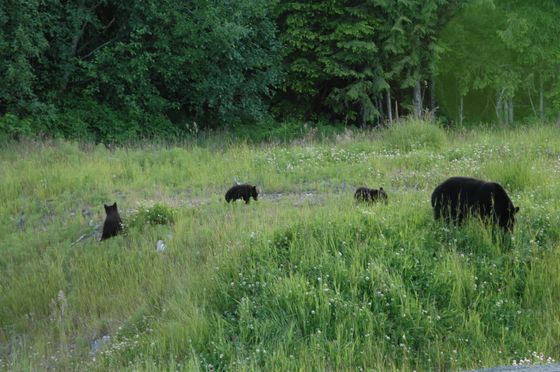 Four black bears in a grassy clearing beside a forest, one standing and others foraging.