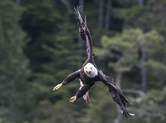 Bald eagle diving with wings spread over a forested background