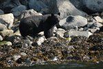 Two black dogs on rocky shore by the water, one sniffing the ground