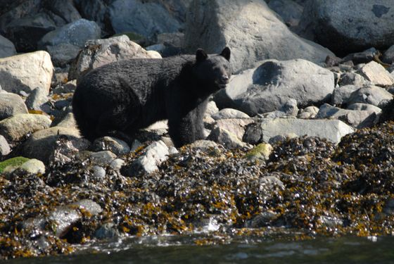 Black bear standing on a rocky shoreline by the water