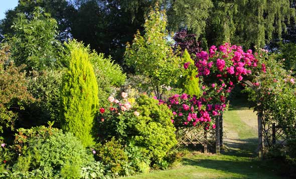 English country garden in summer sunshine with a rose arch covered with pink roses, Rosa Amercan Pillar.