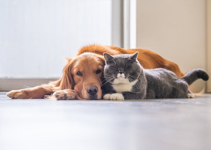 Care Pet Hospital — Friendly Dog And Cat At Hospital In Tulsa, OK