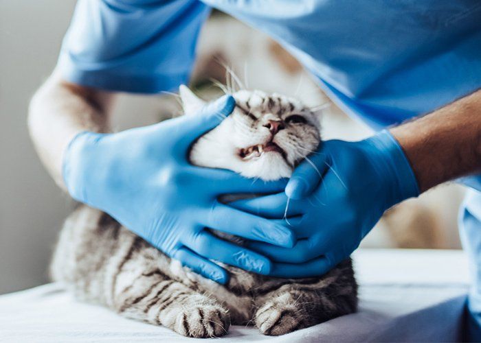 Veterinary — Doctor Veterinarian At Clinic In Tulsa, OK