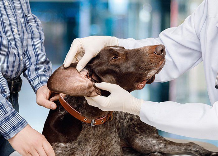 Care Animal Hospital — Veterinarian Examines The Dog's Ear  In Tulsa, OK