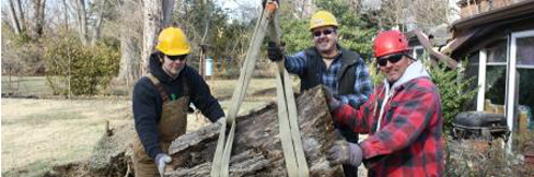 Team performing tree trimming in Cincinnati, OH