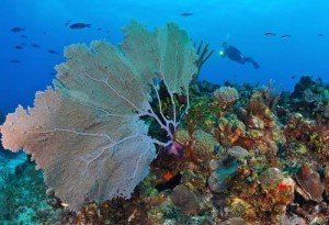 A diver explores a coral reef with a large sea fan in view. Blue water, colorful corals.